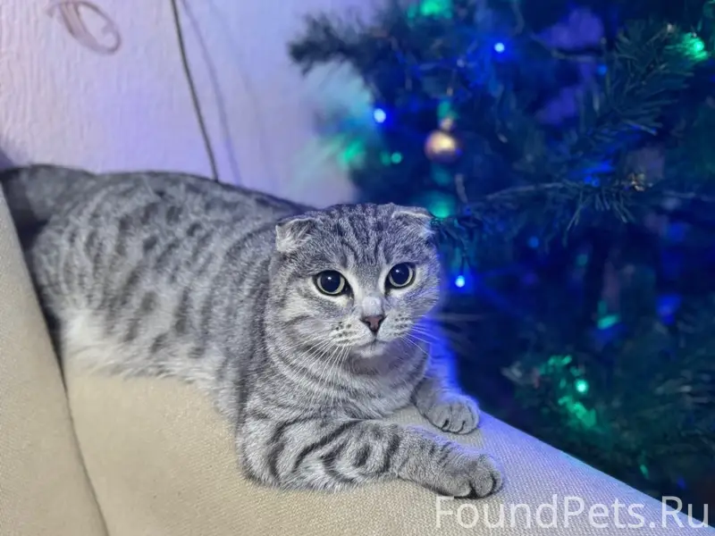 Пропала кошка Бэтти, Дальний Лесохим