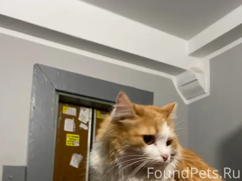 Найдена кошка, Пр-кт Кирова 409