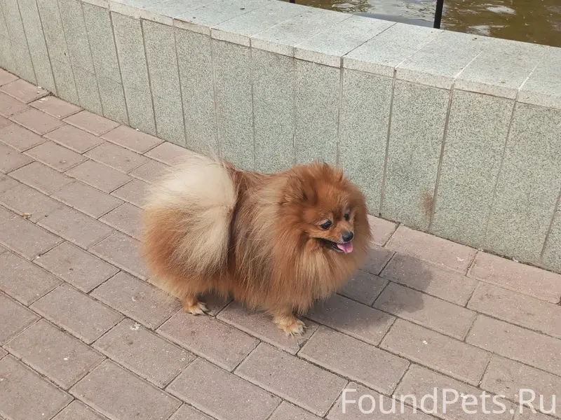 Пропала померанский шпиц Тиша, проспект Толбухина
