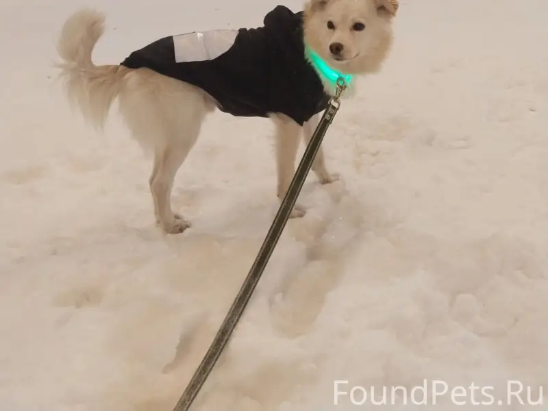 Пропал кобель, район Шатуры, Челябинск