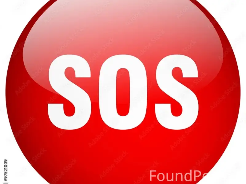 Пропали котята, Северодвинск