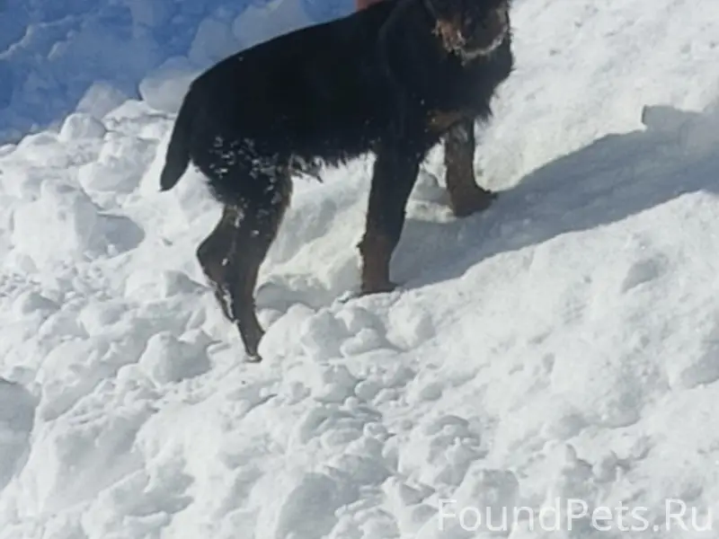 Пропал щенок Раф, Беломестное