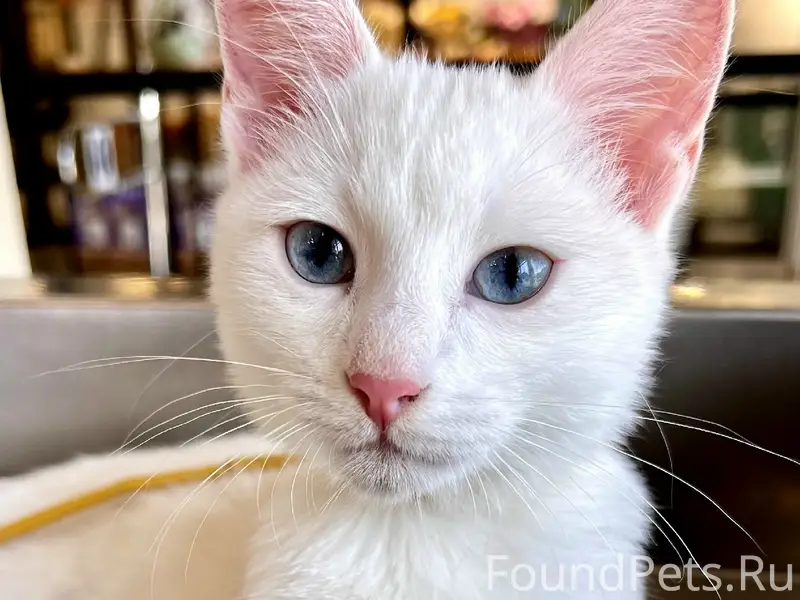 Пропала белая кошка Ася, 1-й Тульский проезд