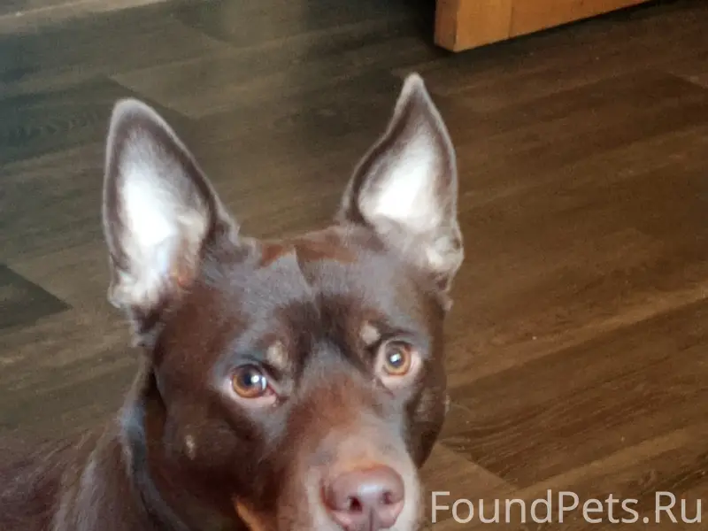 Пропал пёс Тибет, ул. Садовая