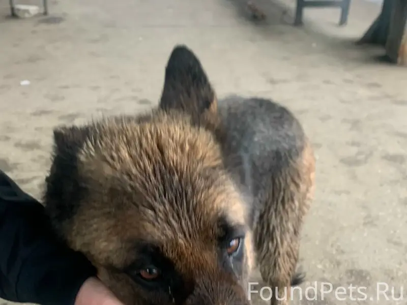 Пропал домашний пёс, Нижняя автостанция на ул. Ленина