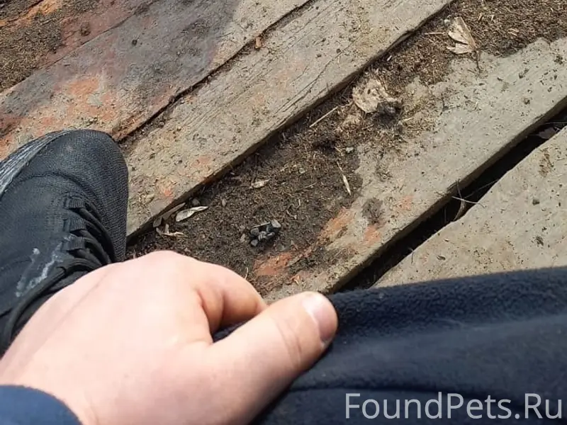 Пропала немецкая овчарка Багира