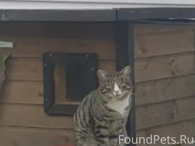 Пропал кот Серый, район Совхоза