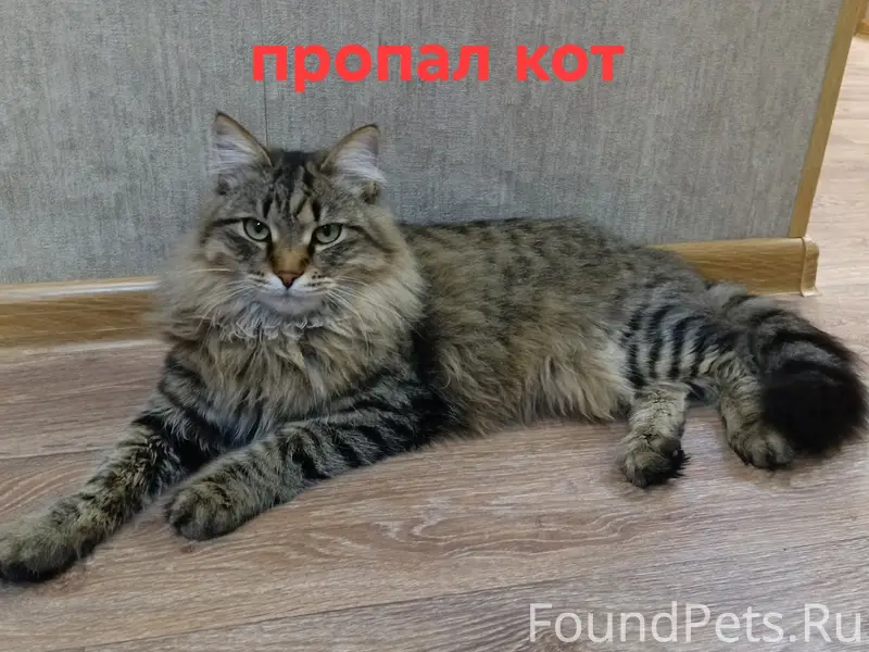 Пропал кот Василий, район ул. Строителей