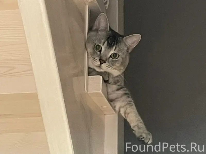 Пропал кот, район Холмы