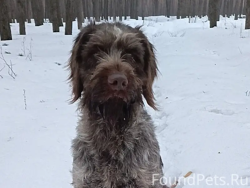 Пропали собаки, село Незнамово