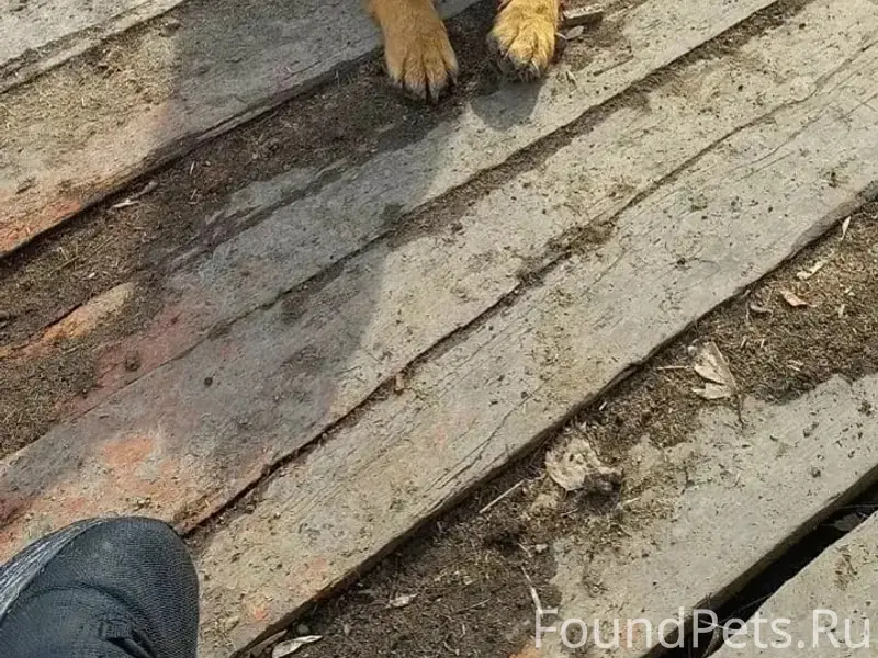 Пропала немецкая овчарка Багира