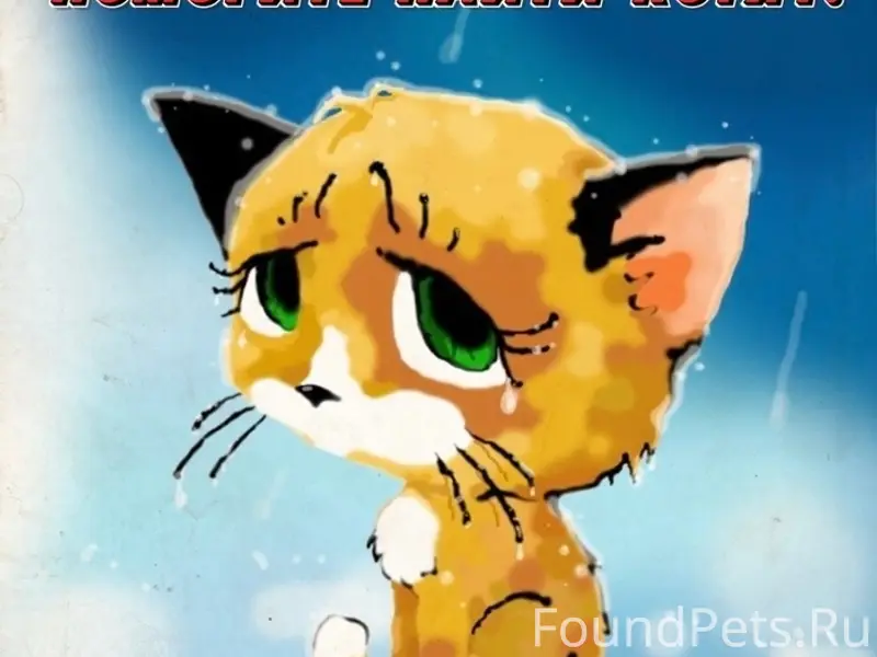 Пропали котята, Северодвинск