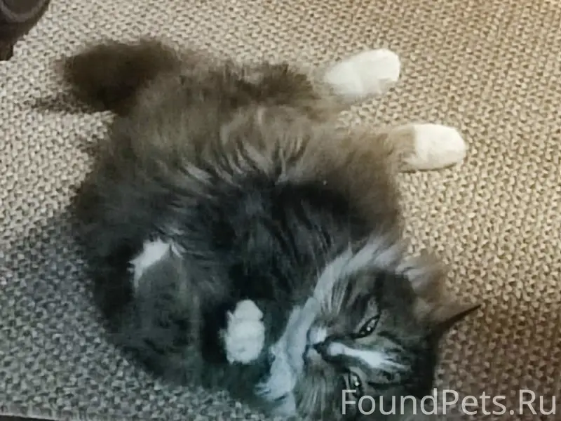 Пропал кот, снт Русская Усадьба
