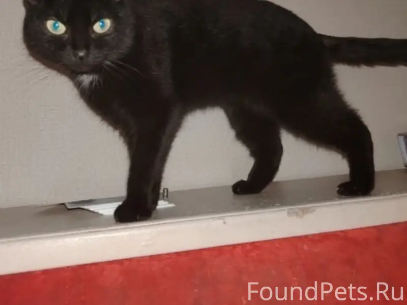 Пропала кошка Моника, район Ломоносова 21