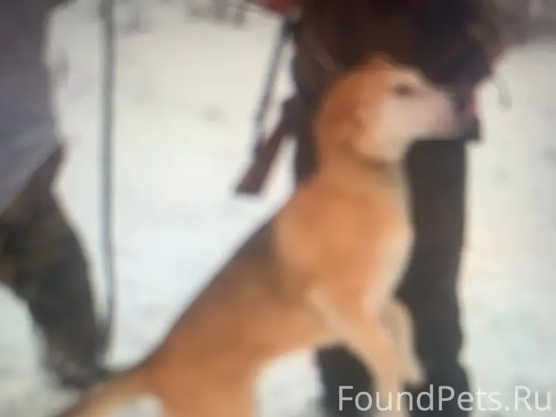 Пропала Русская гончая, район М Песочная - Мира