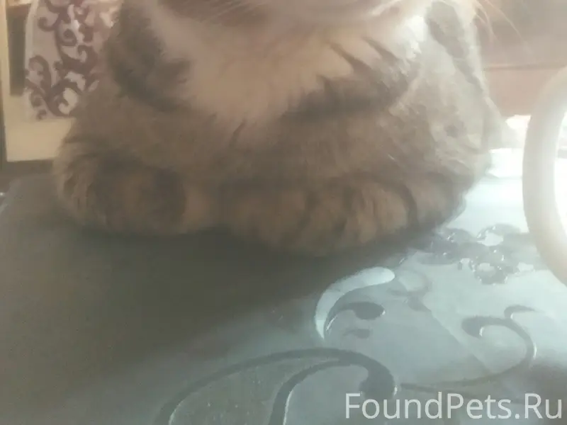 Пропал кот Семён, Ялта