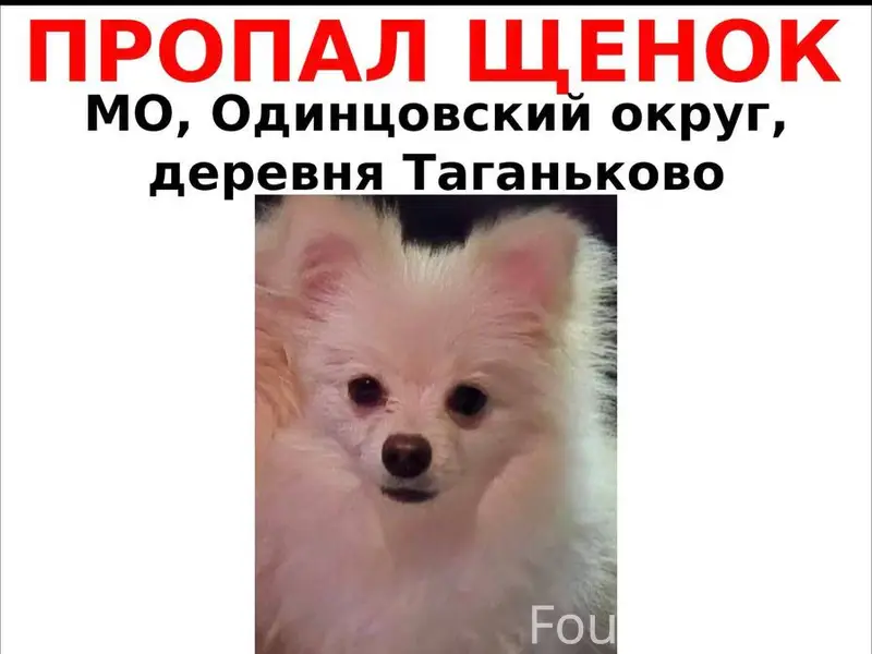 Пропал щенок шпица