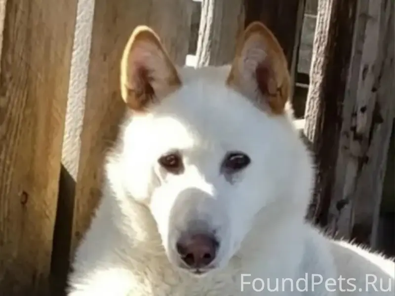 Пропала собака Умка