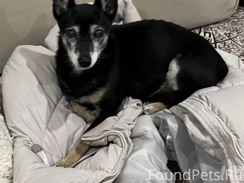 Пропал метис той-терьера Макс, с. Азово