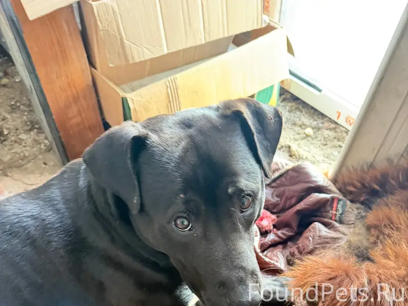 Пропал чёрный пёс Тайсон, село Роскошное