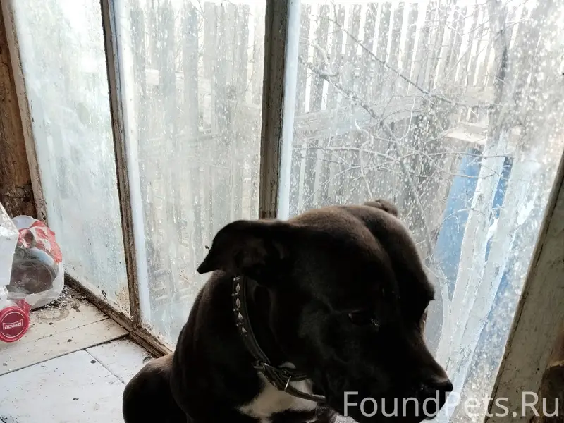 Найдена собака