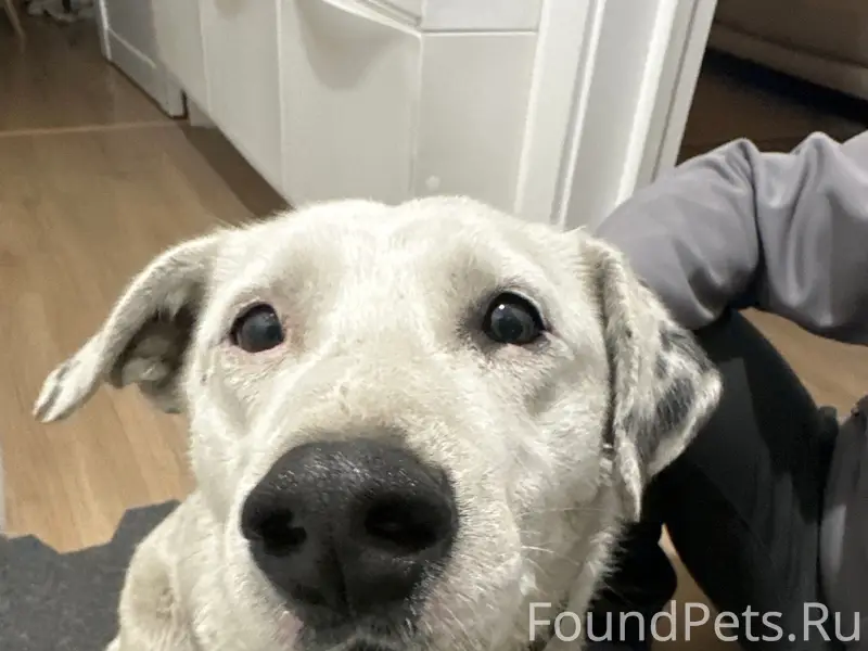 Найден кобель, белый с чёрным пятном, Невский район