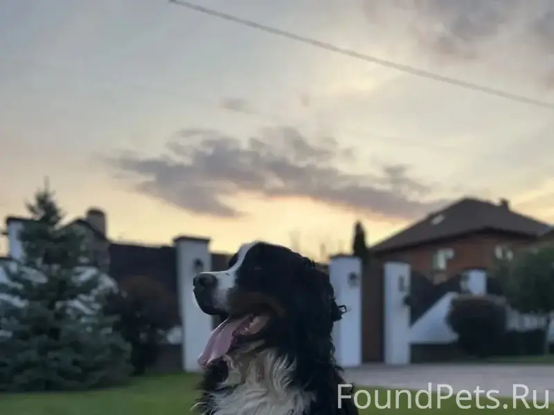 Пропал бернский зенненхунд Барон, СитиМолл