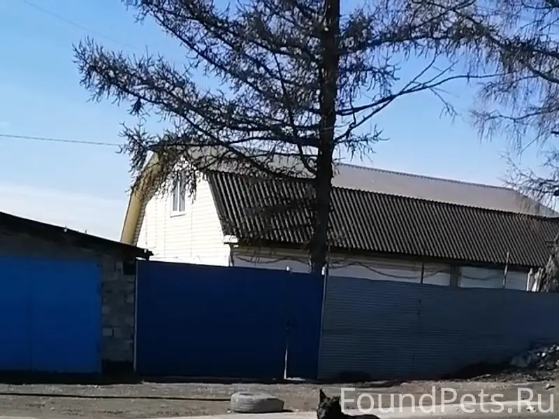 Пропала собака, Дубрава