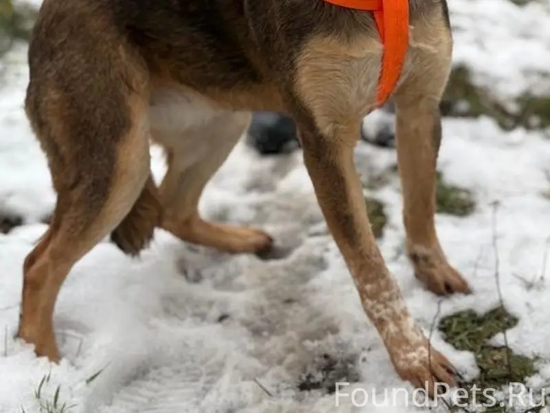 Пропала собака Дина, с. Левокумка