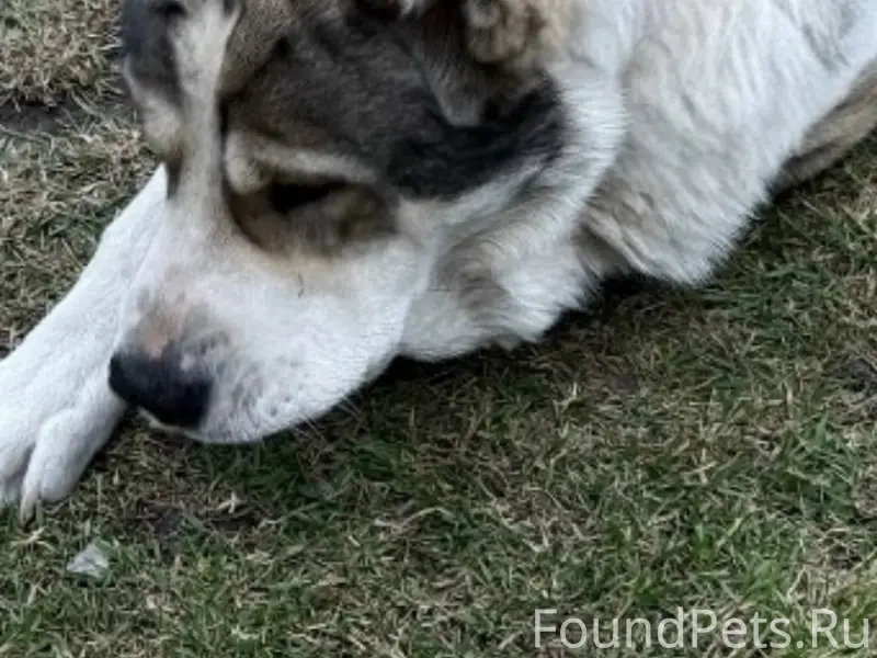 Пропал пёс Бик, Тольятти