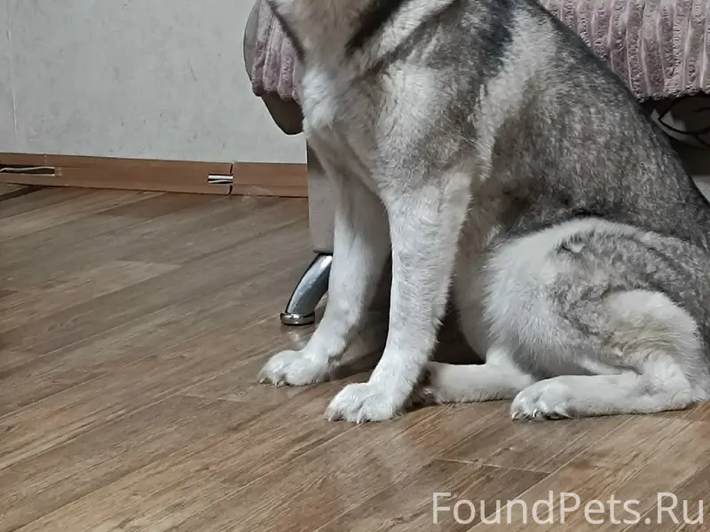 Пропала собака Лесси, Заводской район