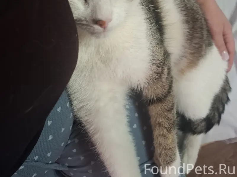 Найдена кошка камышового окраса, Эльмаш