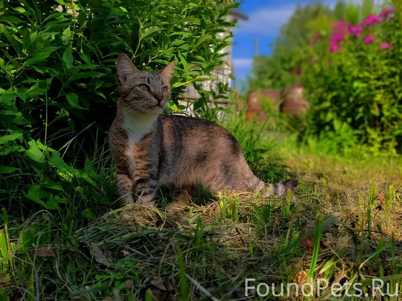 Пропала кошка Ника, Архангельская 13а