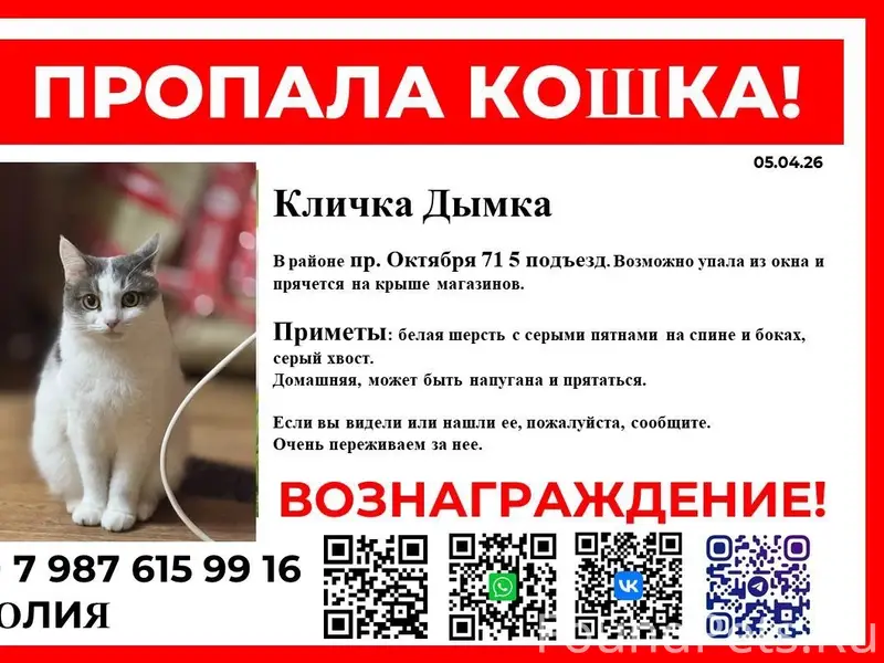 Пропала кошка Дымка, проспект Октября
