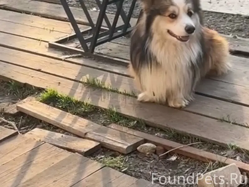 Пропала собака, [место не указано]