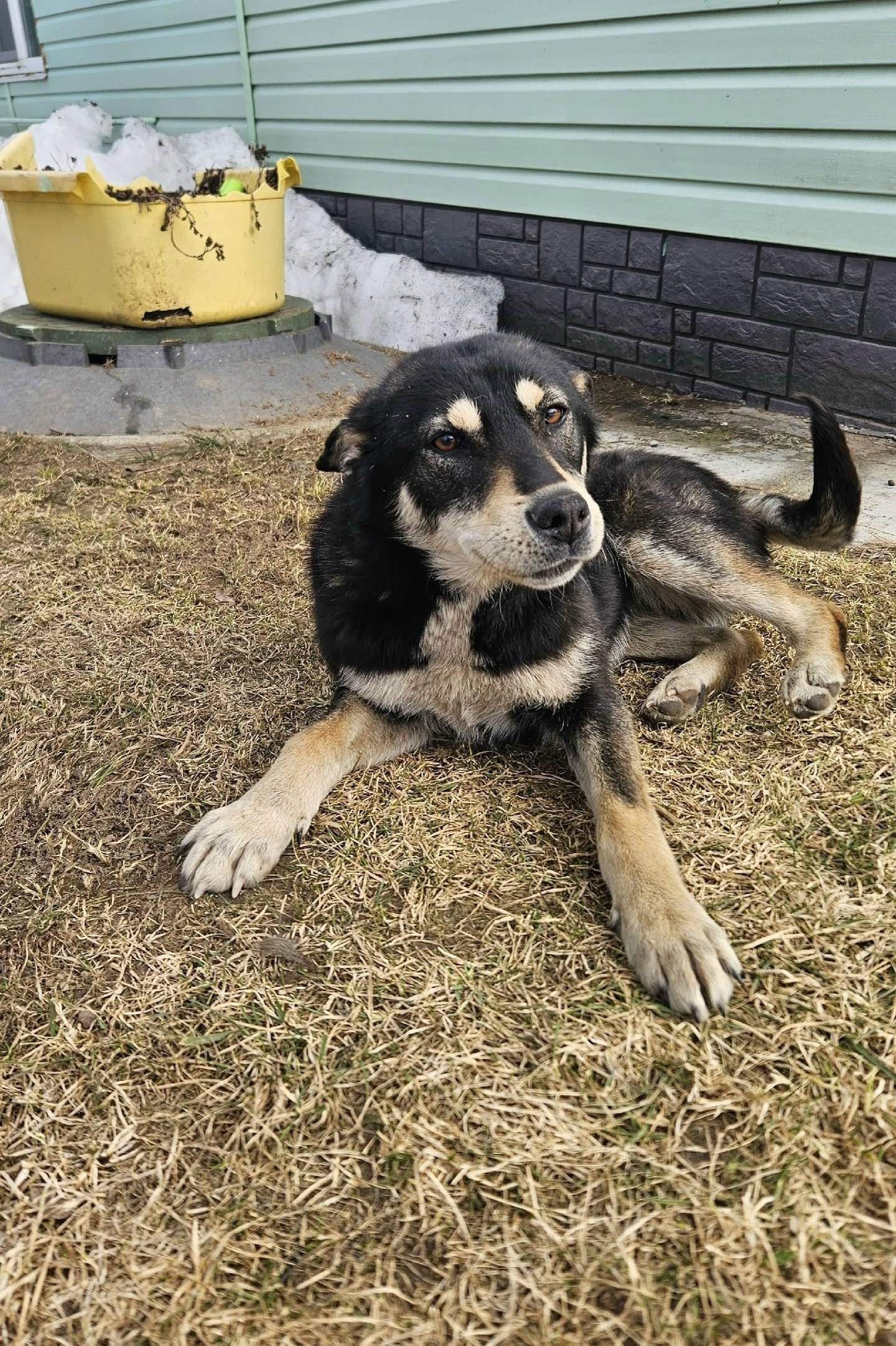 Пропала собака, Левобережье