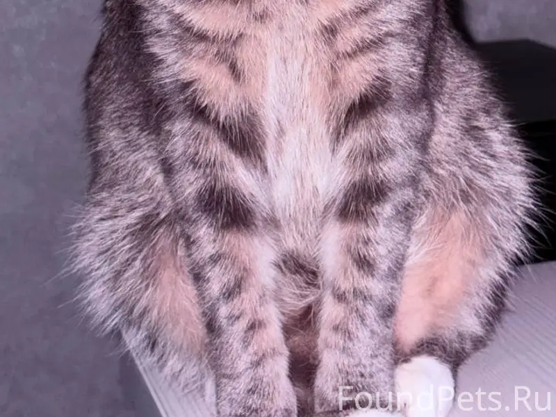 Пропал кот, улица Ставского, Пенза