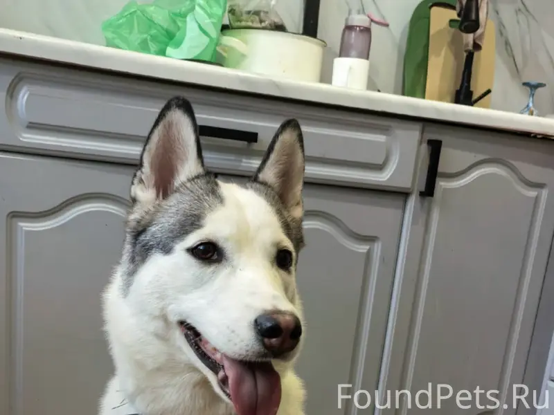 Пропала хаски Альта