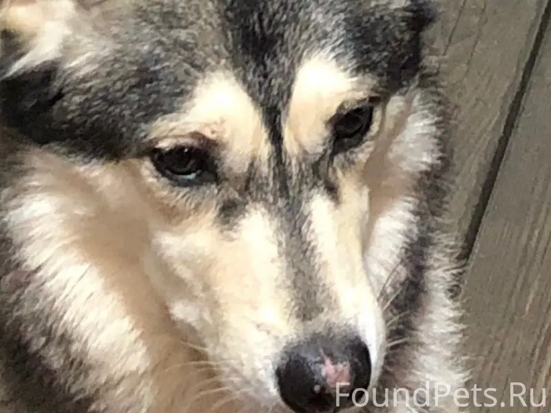 Найден метис, Б. Томылово