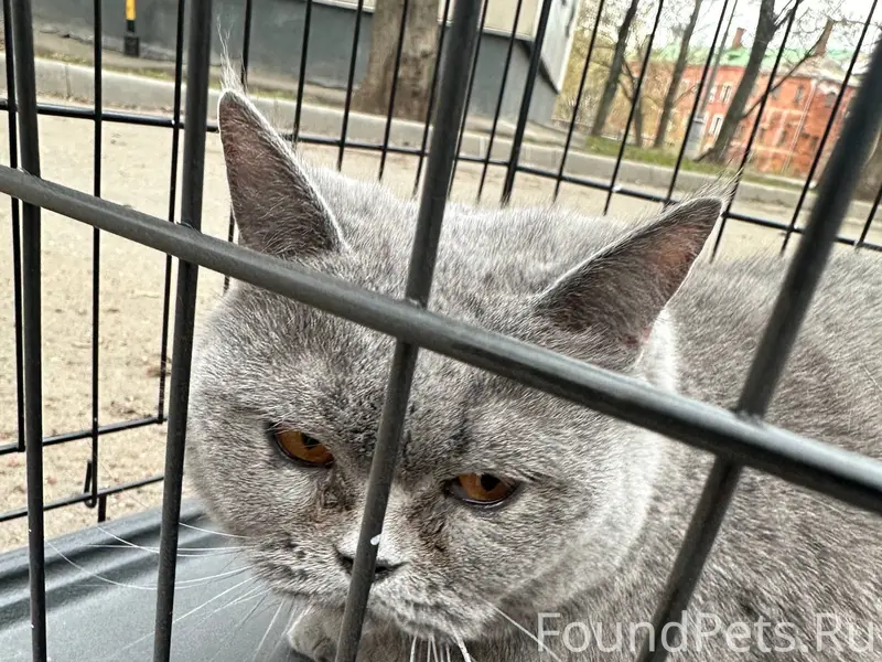 Найдена британка, Москва, метро Пролетарская