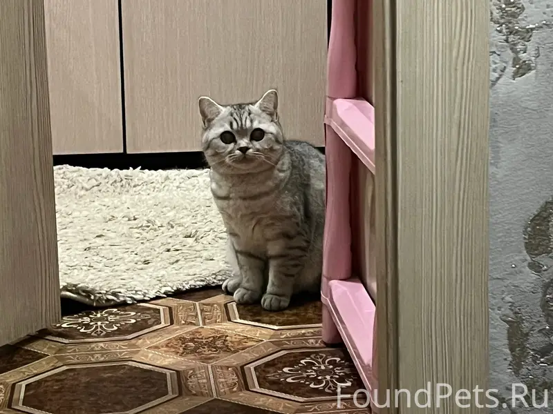 Пропала кошка Муся, Фокинский район