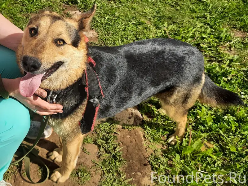 Пропал пёс, Ржевка