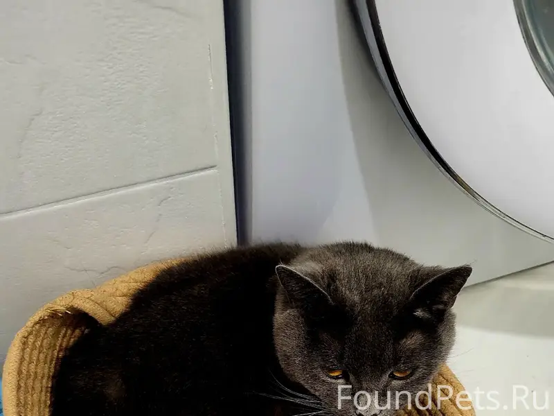 Найдена кошка Симон