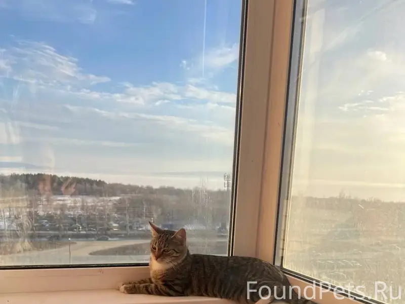 Пропала кошка Тольятти