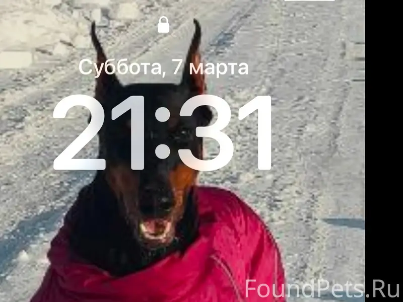 Пропала собака доберман Бара, Империя масел