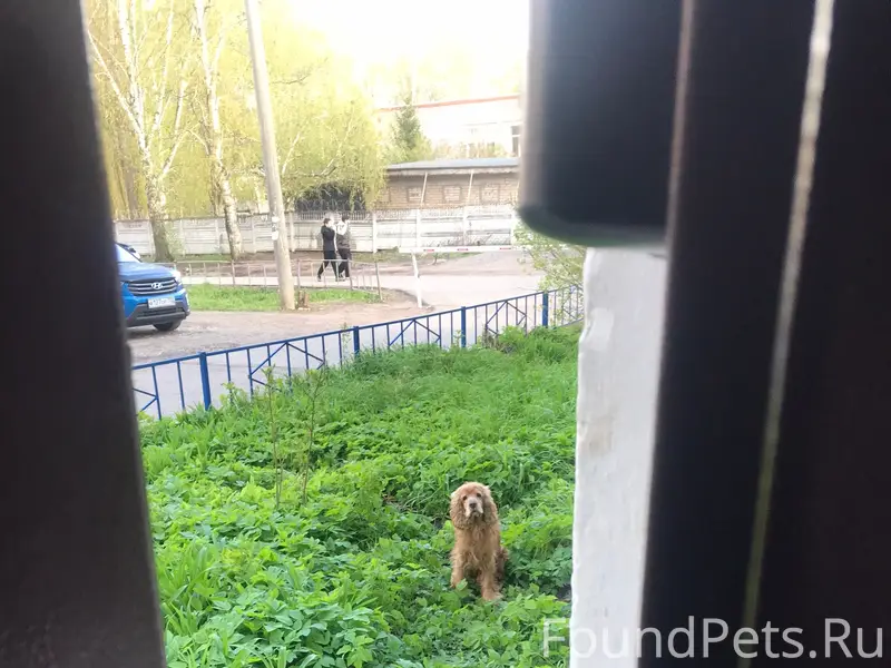 Найден пёс, Блюхера 11
