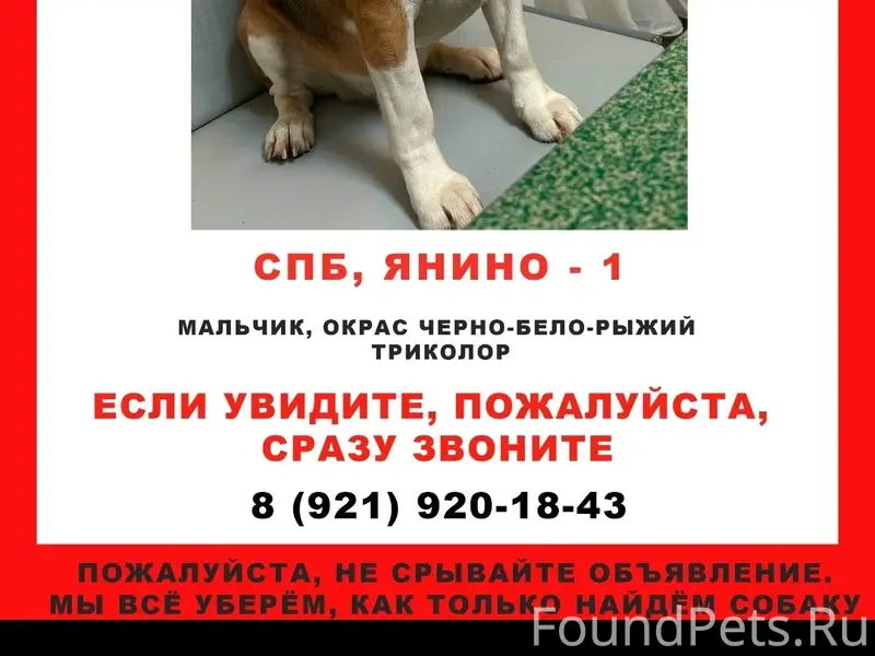 Пропал пёс, Янино 1
