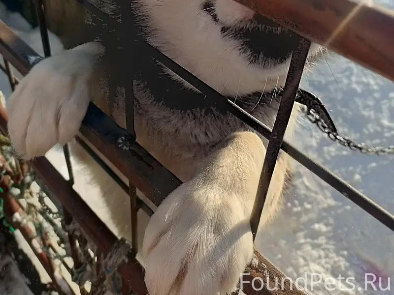 Пропала собака Герда