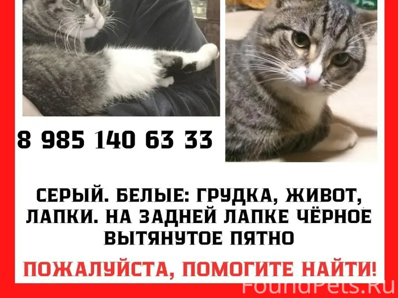 Пропал домашний котик Коти, Малаховка
