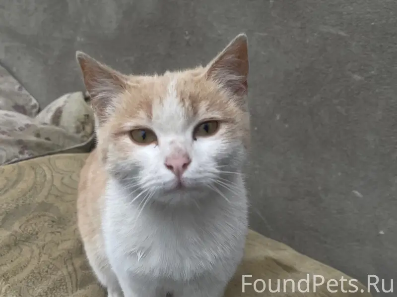 Найдена кошка, ст-ца Ессентукская